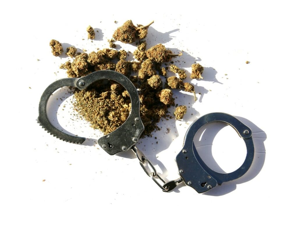 Cannabis buds and handcuffs against a white background