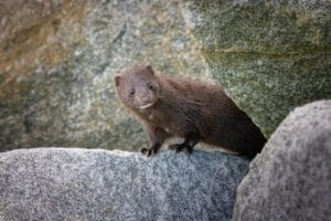 Mink animal standing on a rocky environment